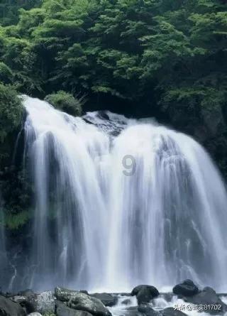 金牌保镖熊先生
